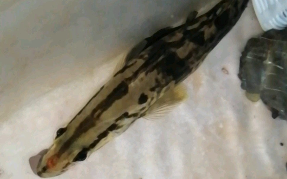 大眼鳜似乎有肠炎症状,刚一口吞又接着吐食,这一个星期已经不止这一回