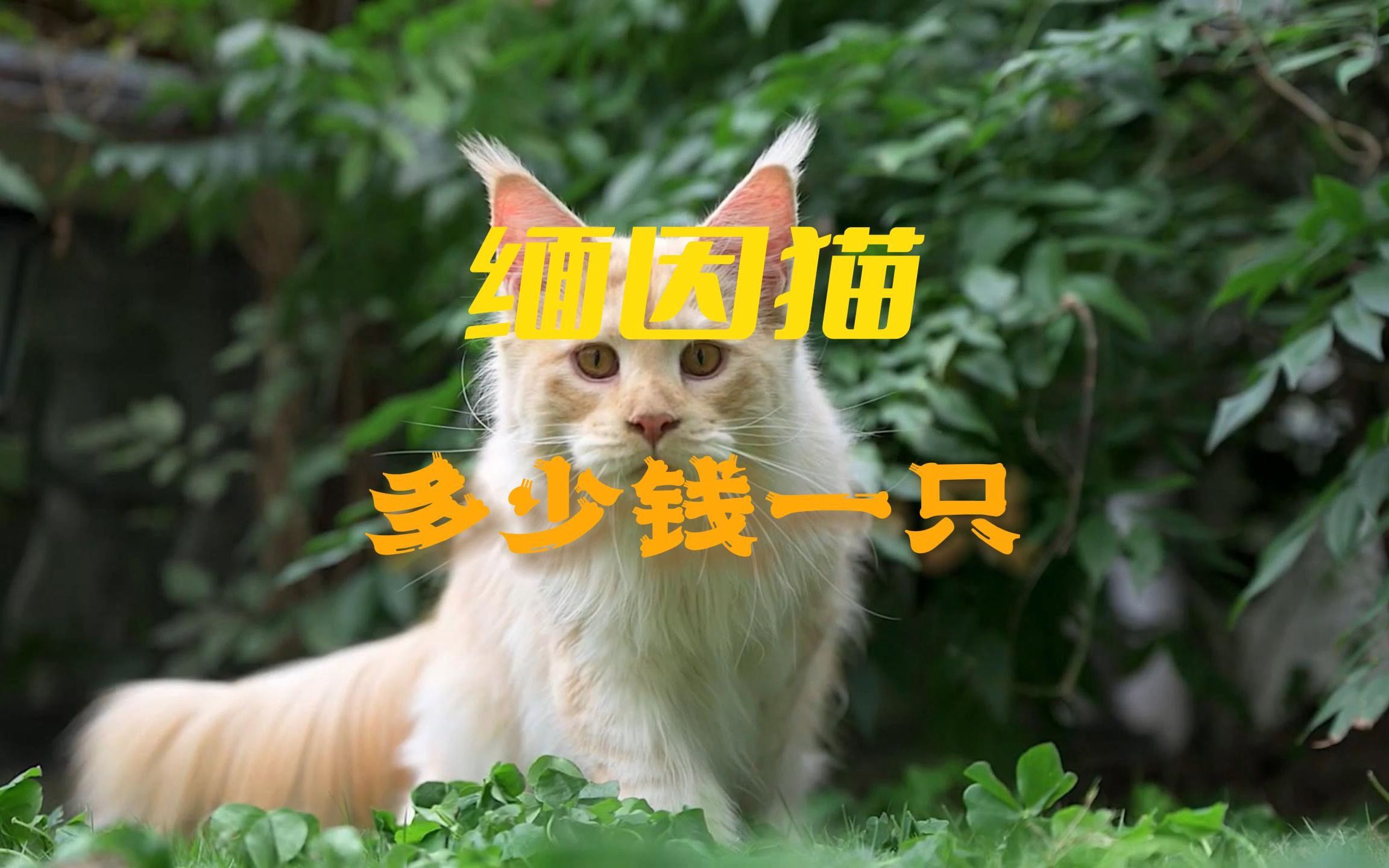 缅因猫多少钱一只?缅因猫价格是多少?哔哩哔哩bilibili