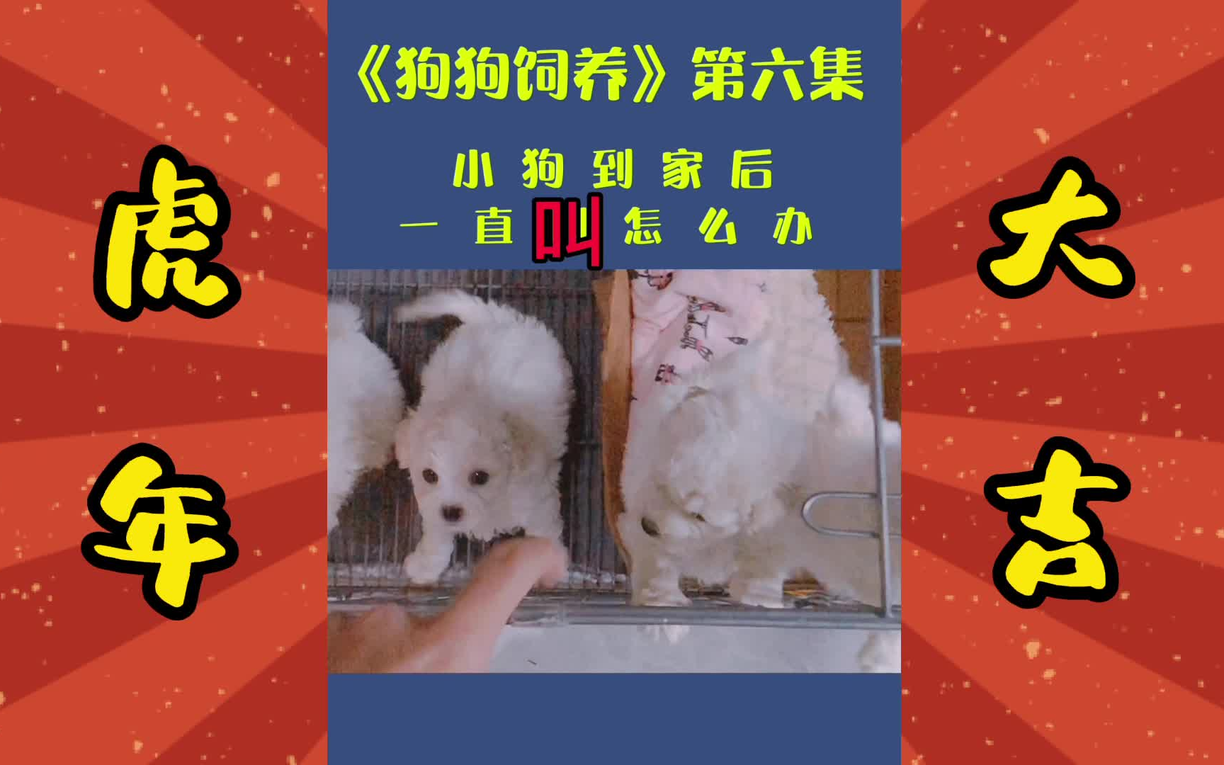 小狗一直叫怎么办?比熊/泰迪哔哩哔哩bilibili