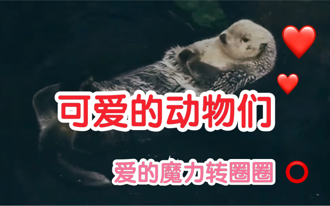 海獭转圈圈图片