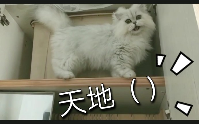 金吉拉啊懵猫咪坠落铲屎官一旁放声大笑