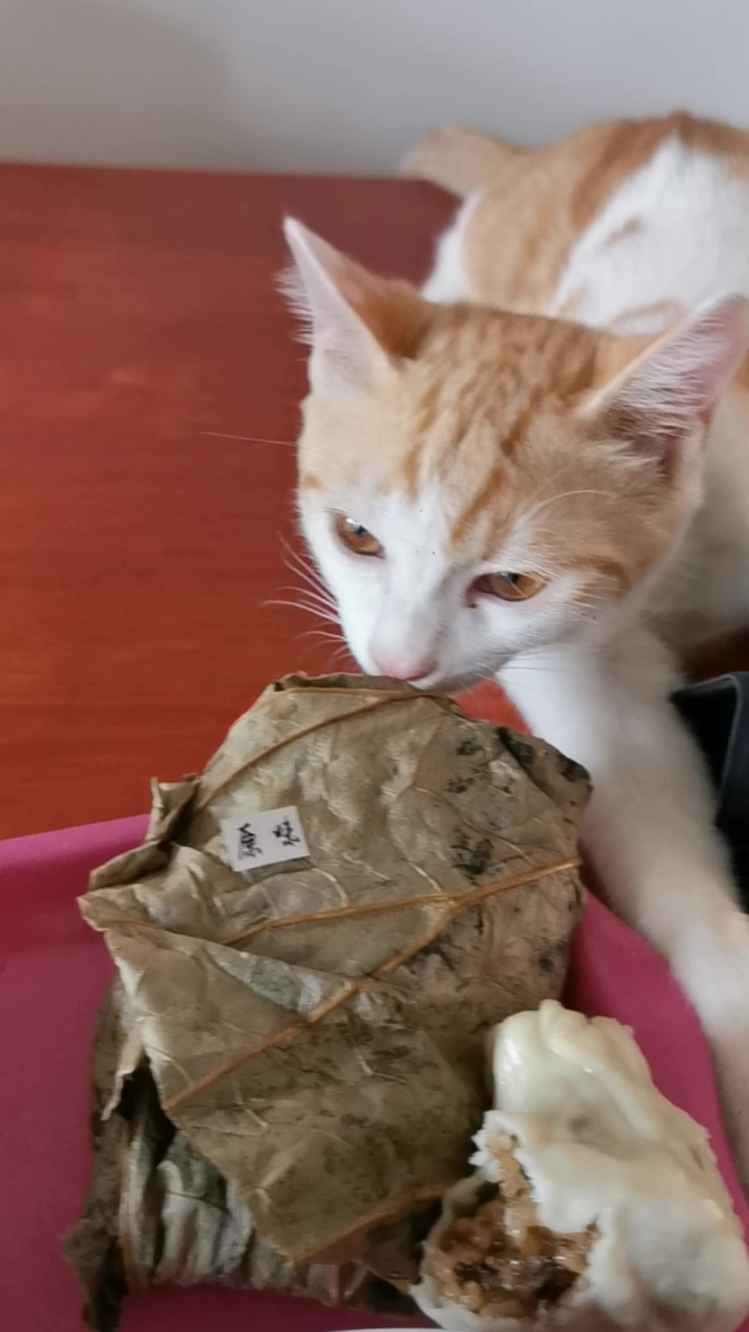 年糕猫猫咪偷食年子糕糕子年年子糕子