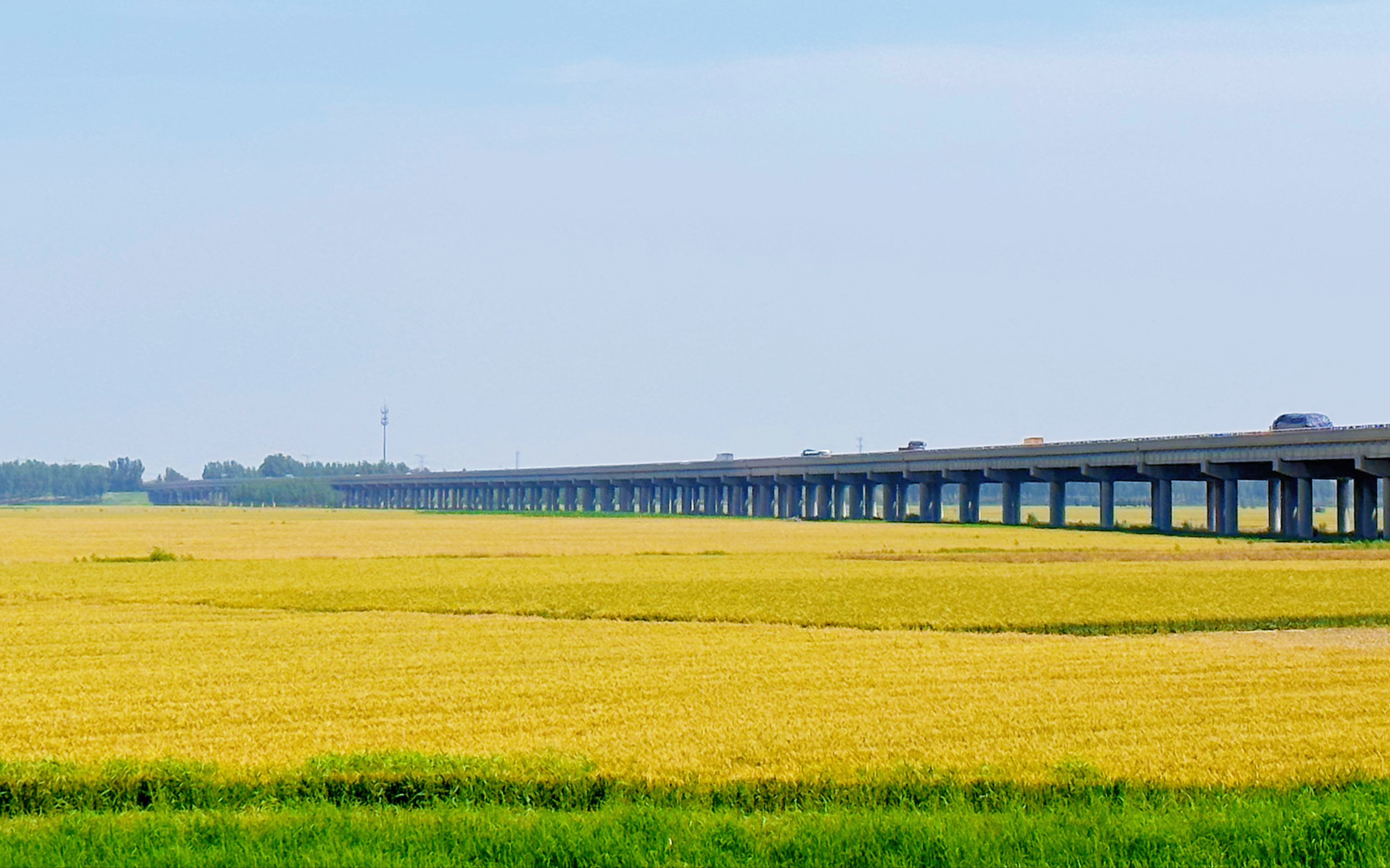 盛夏时节,一片金黄,小麦已经成熟
