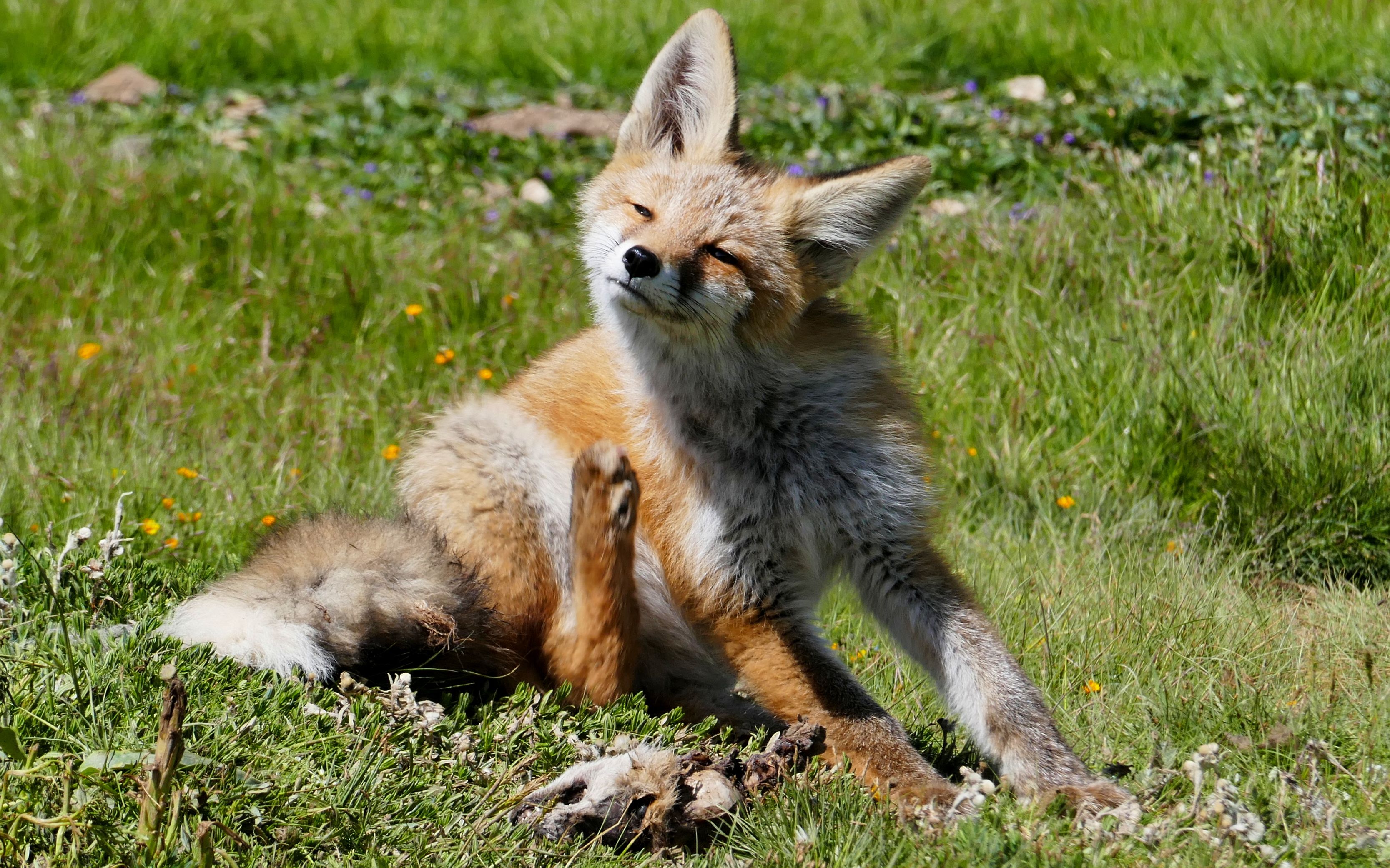 【青藏高原野生动物】小狐狸当面卖萌&狠咬兄弟头骨!