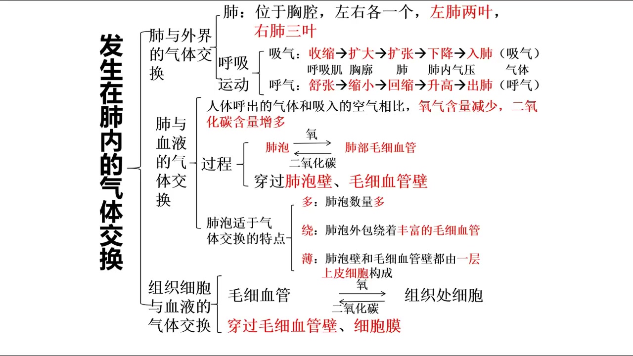 人体的呼吸哔哩哔哩bilibili