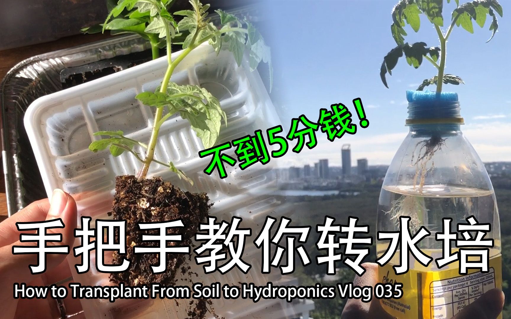 [图]【Vlog】手把手教你转水培 | 不到5分钱 | How to Transplant From Soil to Hydroponics : Hydroponic