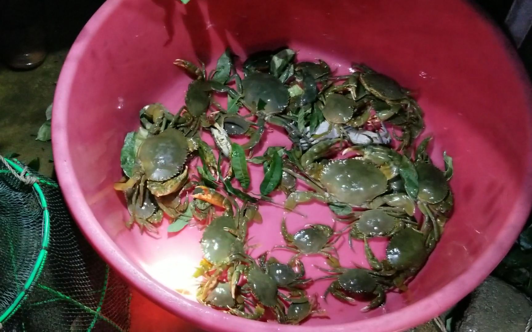 首次赶海下地笼收获大青蟹,运气爆棚,就是凌晨收笼大风呼啸吹得耳朵痛