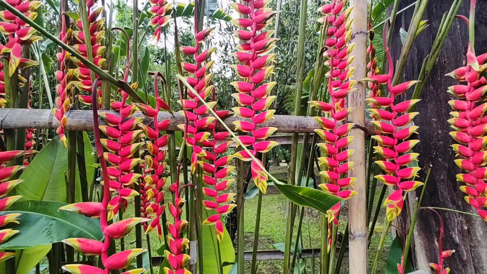 云南勐巴娜西里的火鸟蕉