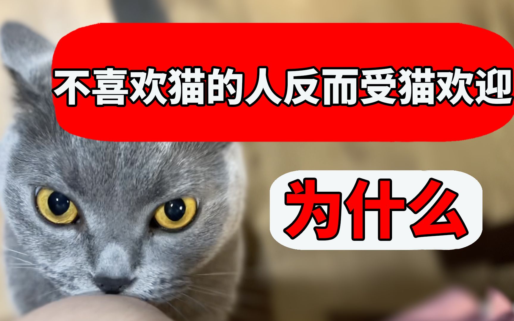 [图]为什么不喜欢猫的人反而更吸引猫？原来你是这样的小猫咪！ 【养猫迷思EP20】