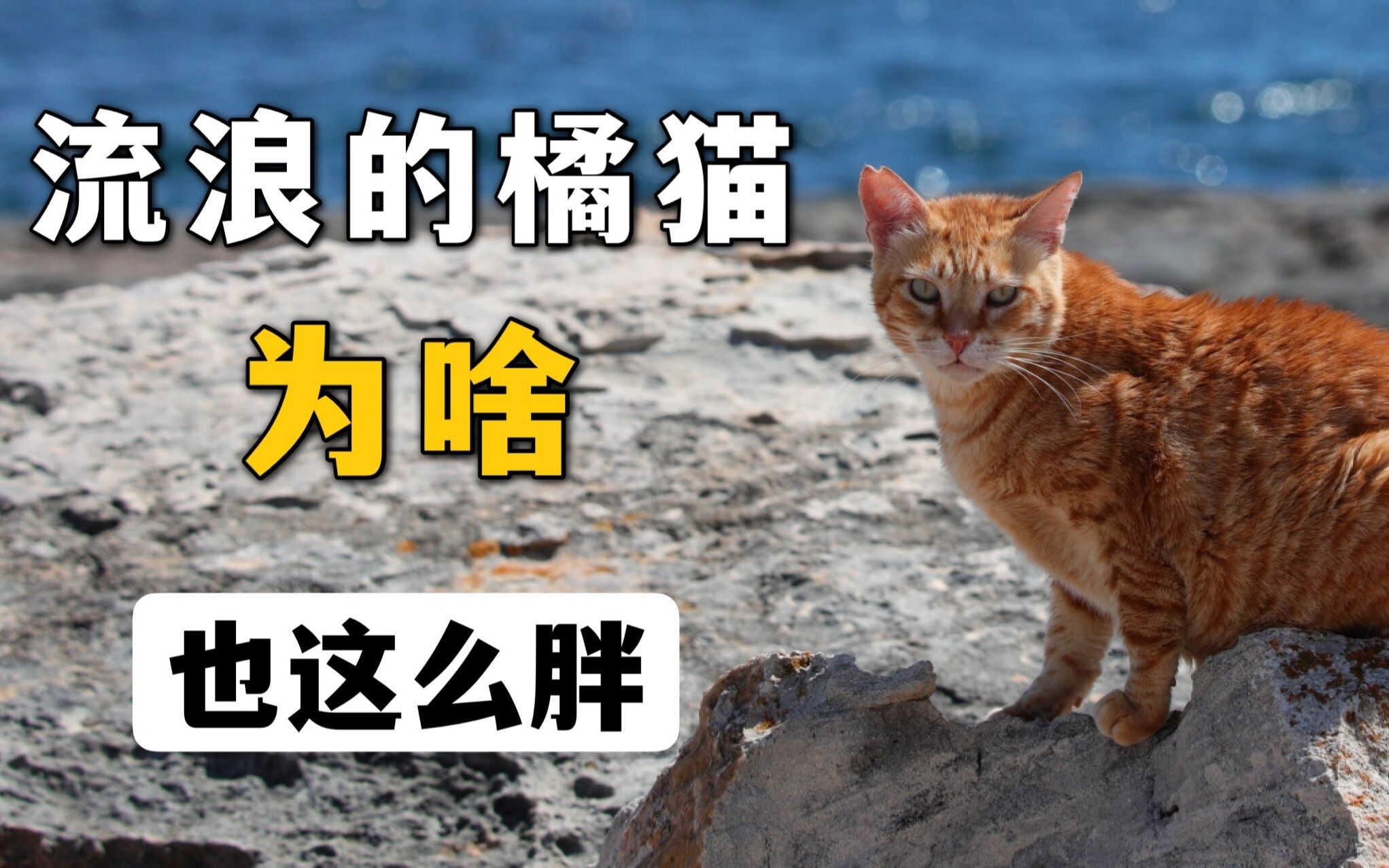 家养的橘猫胖就算了，为啥流浪的也这么胖？_哔哩哔哩_bilibili