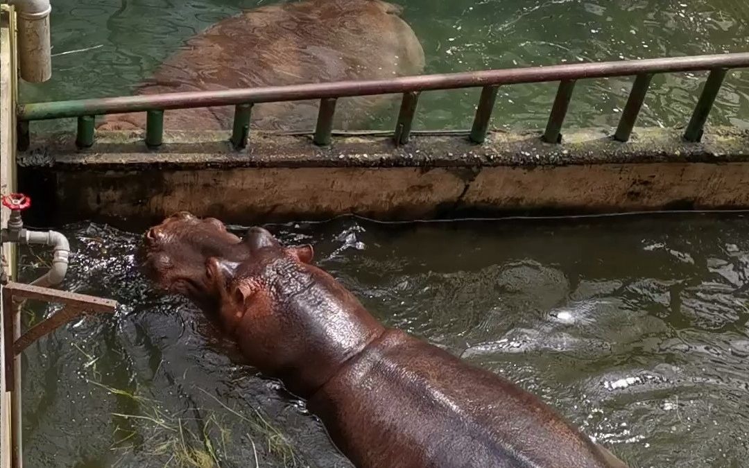 南京红山动物园动物系列1——河马