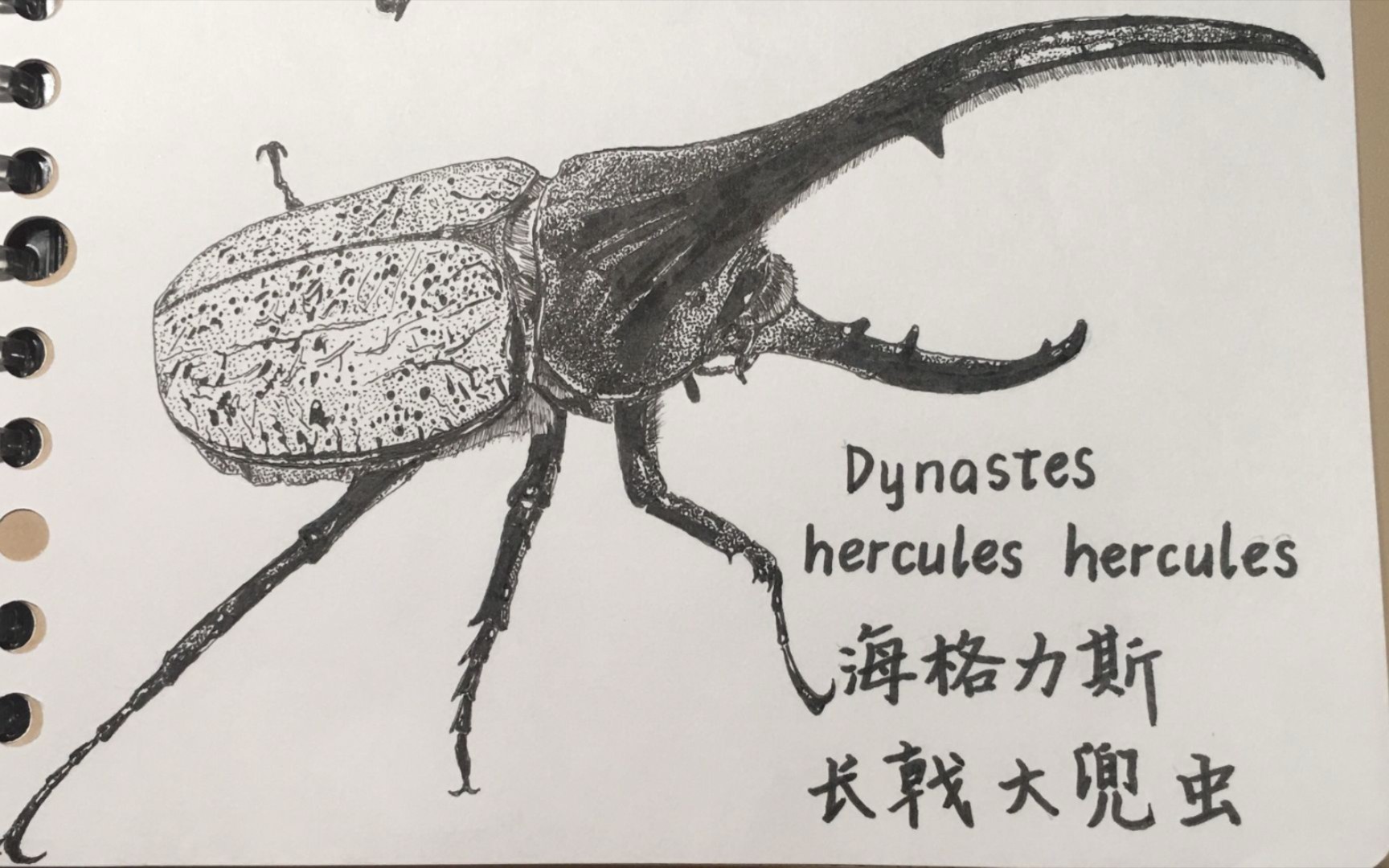 【纸上玩虫】#4 长戟大兜虫