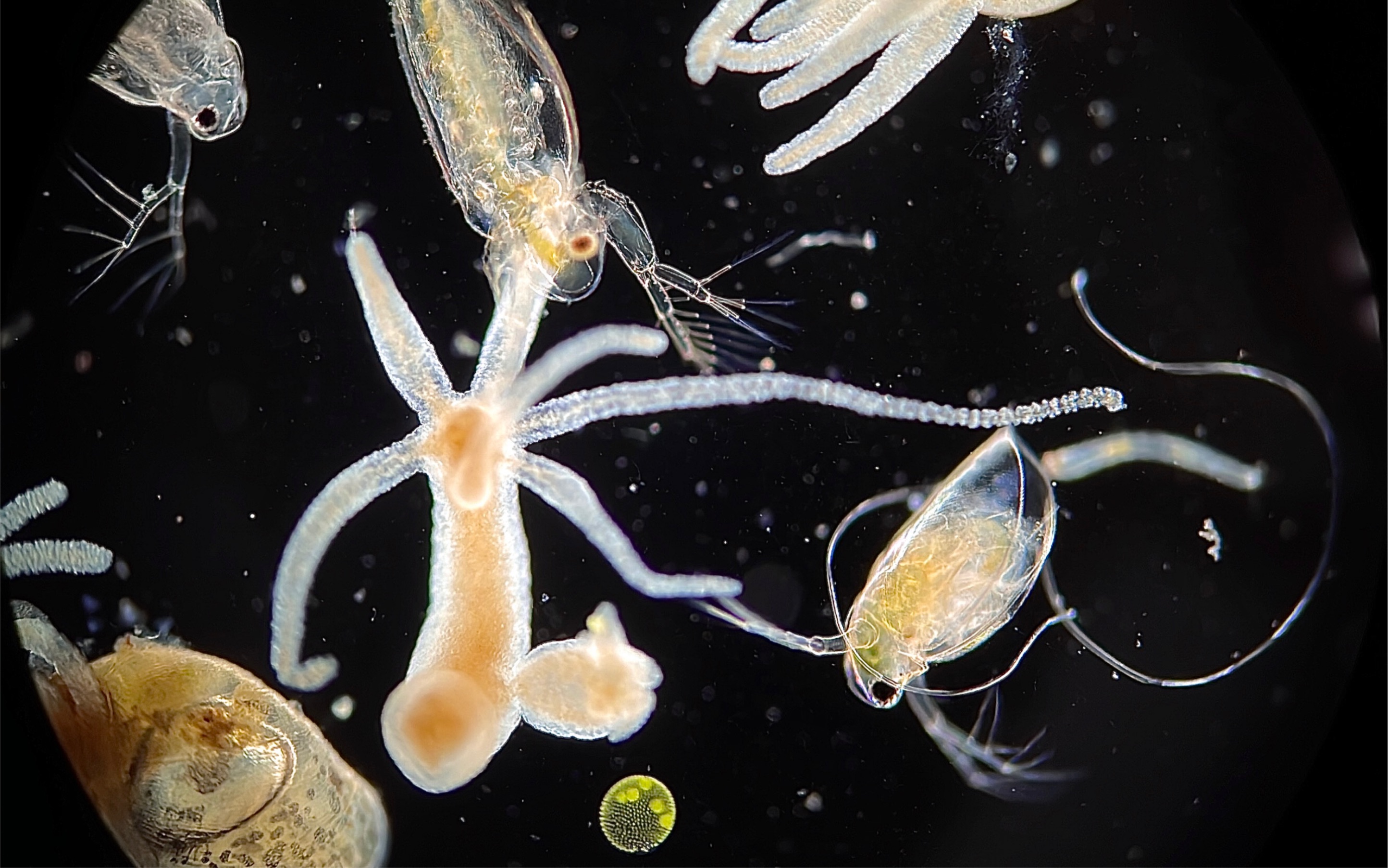 显微镜下的微型动物园