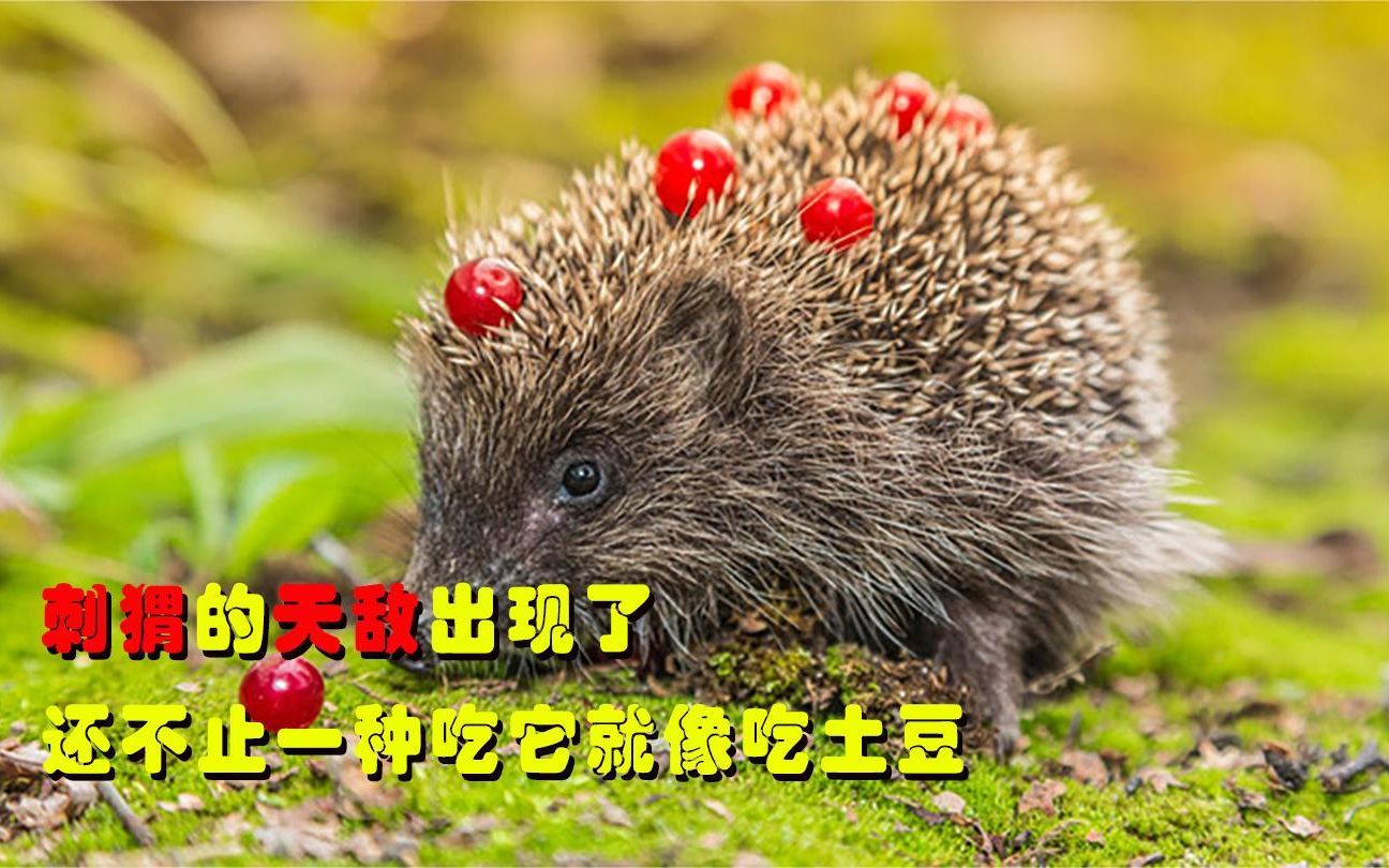 刺猬的天敌出现了,并且不止一种,它们是如何做到的?