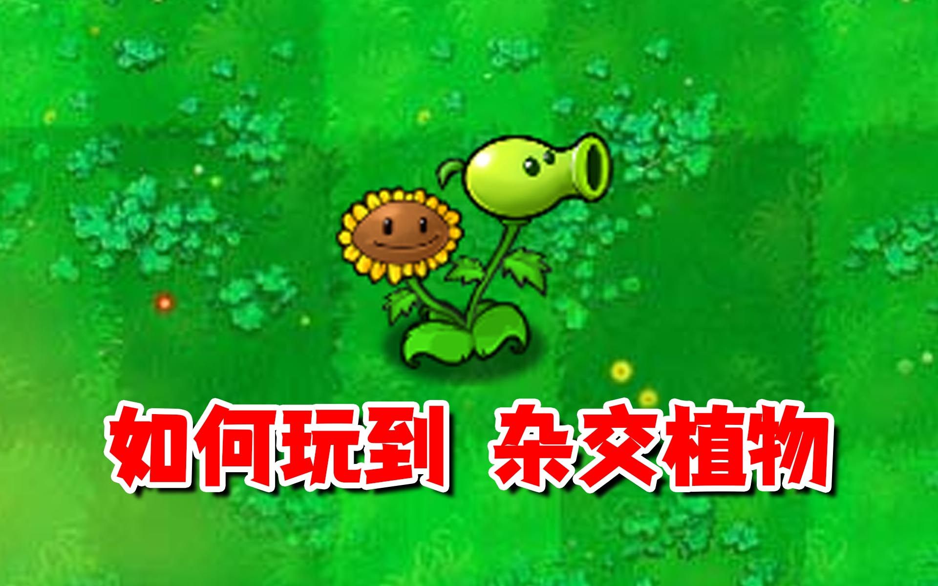 [图]杂交版植物大战僵尸：如何游玩安装游戏呢！