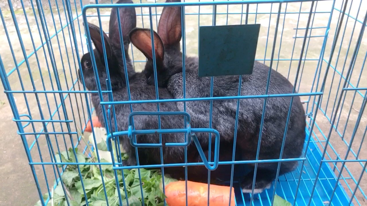 网购中华黑兔到家第一天就交配了