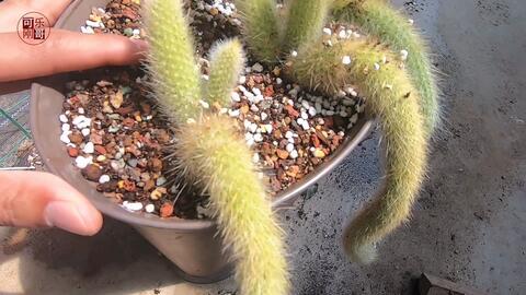 九尾狐多肉一种很像狐狸尾巴的多肉植物 自带仙气 哔哩哔哩