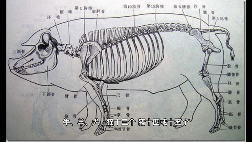 动物躯干骨肋骨胸骨哔哩哔哩bilibili