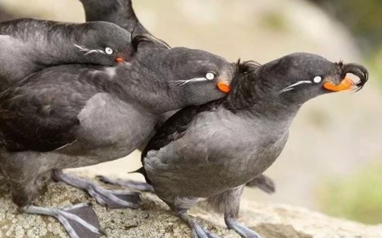 憋说话闻我 橘子味的呆毛沙雕雀凤头海雀_哔哩哔哩 (゜-゜)つロ 干杯