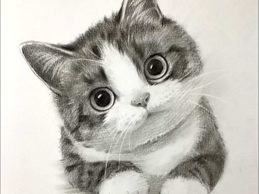 零基础素描可爱小猫咪