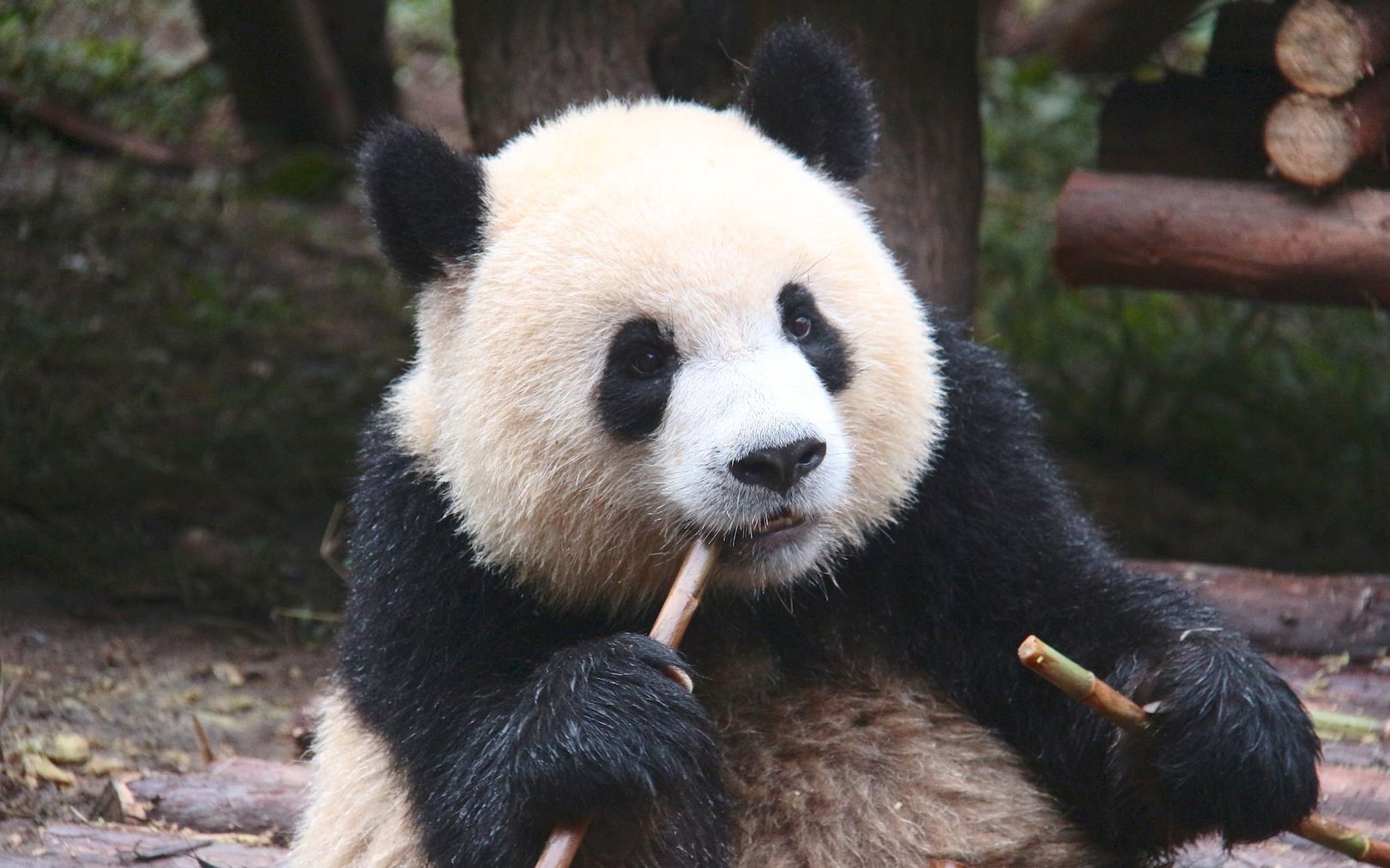 奥莉奥卡头完整版