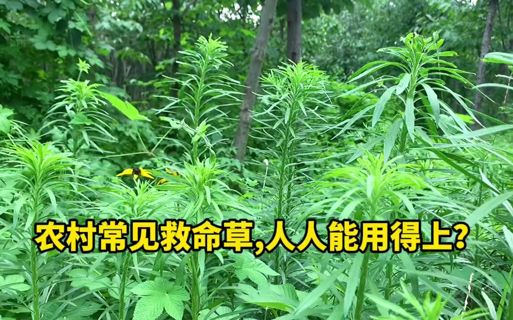 小蓬草“救命草”煮水3大新用途!学会一年能省不少钱!哔哩哔哩bilibili