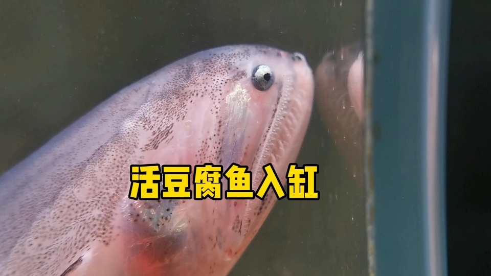 活豆腐鱼入缸-bili_18303446110-默认收藏夹-哔哩哔哩视频