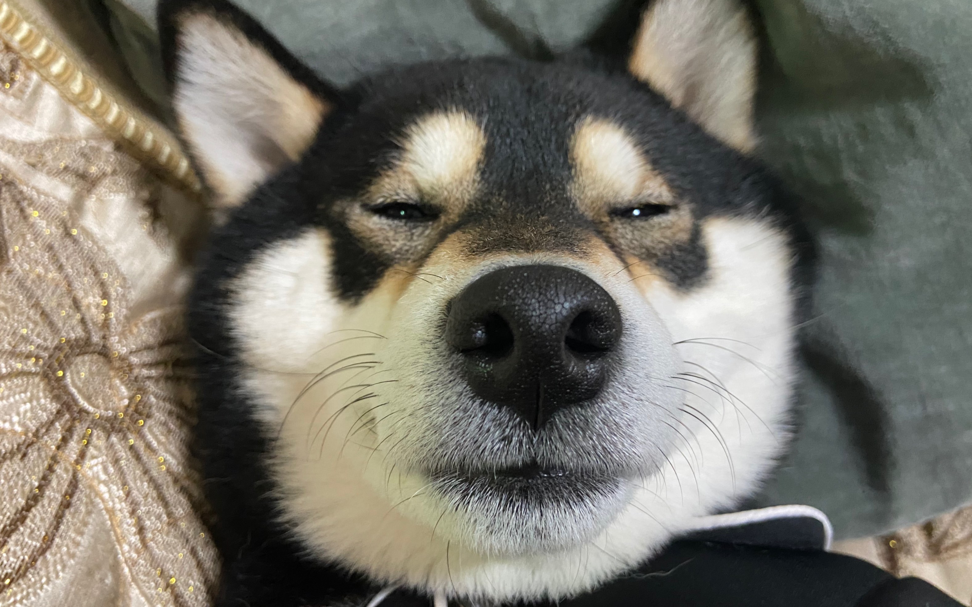 活动作品这是黑柴吗这是黑猪睡播