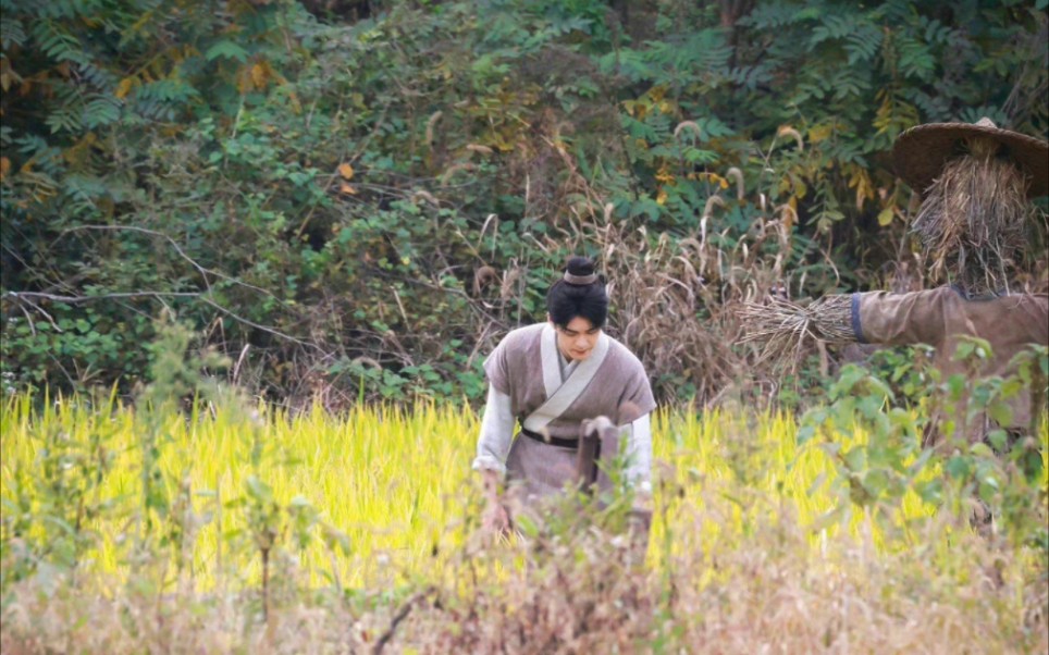 [图]【田耕纪】曾舜晞割稻子路透，种田文不错