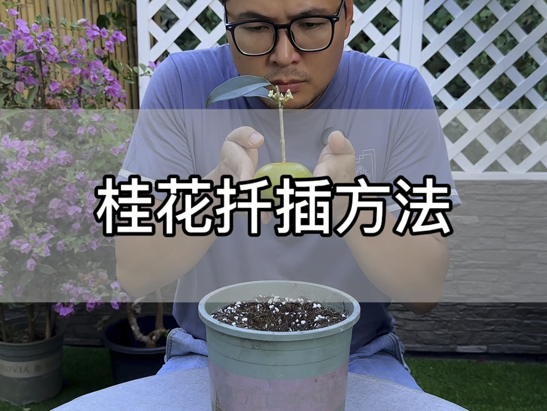 桂花的正确扦插方法