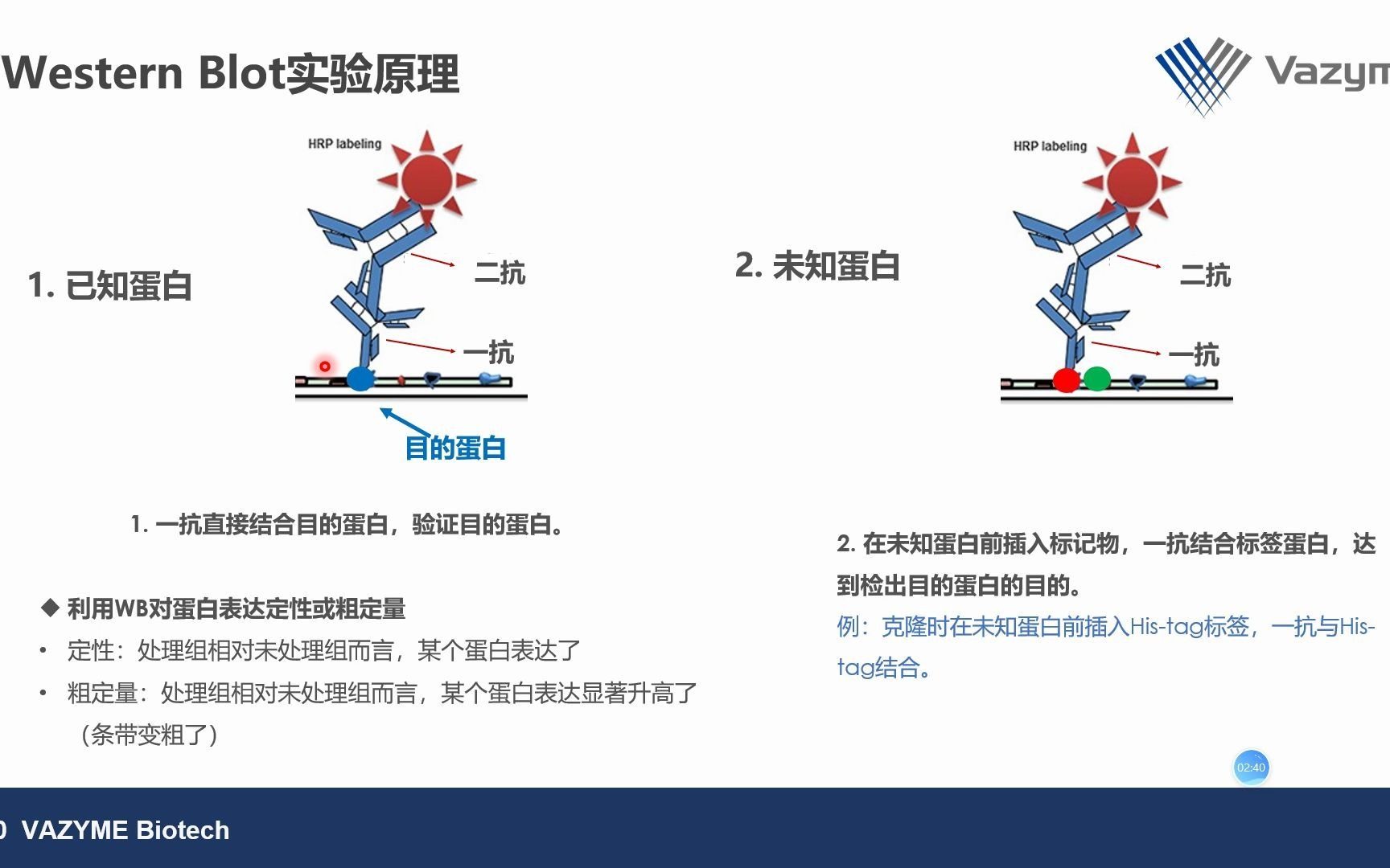 Western Blot(WB实验)实验解析哔哩哔哩bilibili