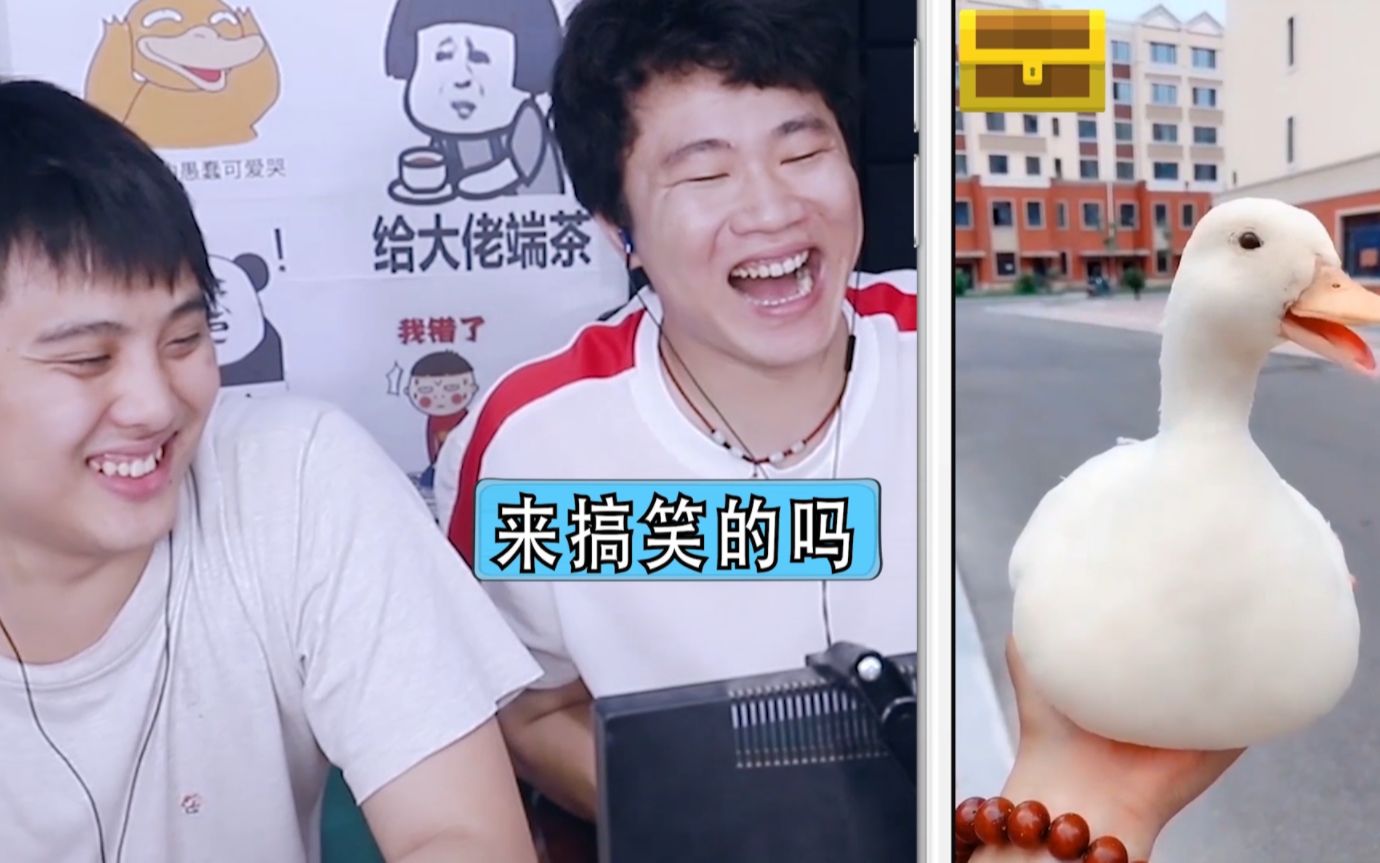 憋笑大挑战:雪白的宠物鸭求生欲很强,我忍不住笑了!