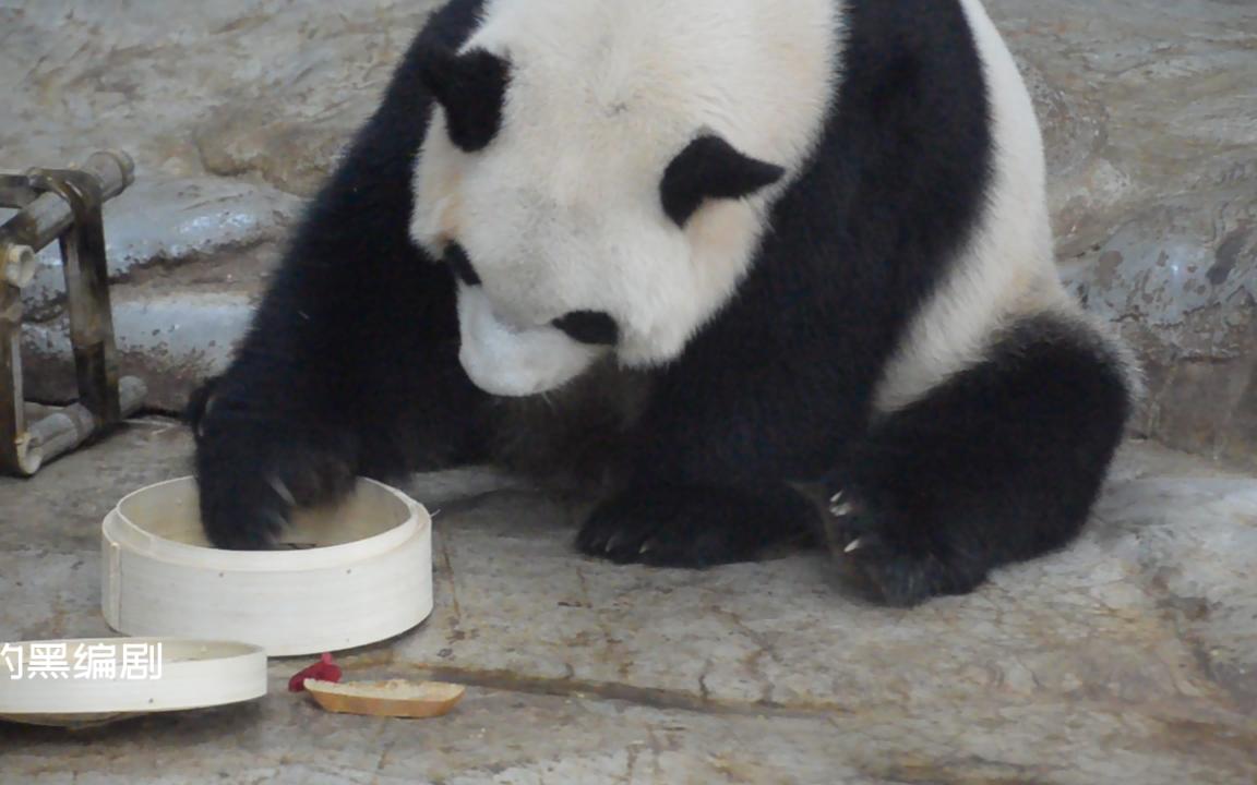 [图]辣么大一个蒸笼屉，掏了半天才掏出一片窝头……【大熊猫贡贡】