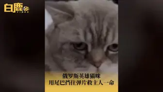 Télécharger la video: 俄罗斯英雄猫咪用尾巴挡住弹片救主人一命