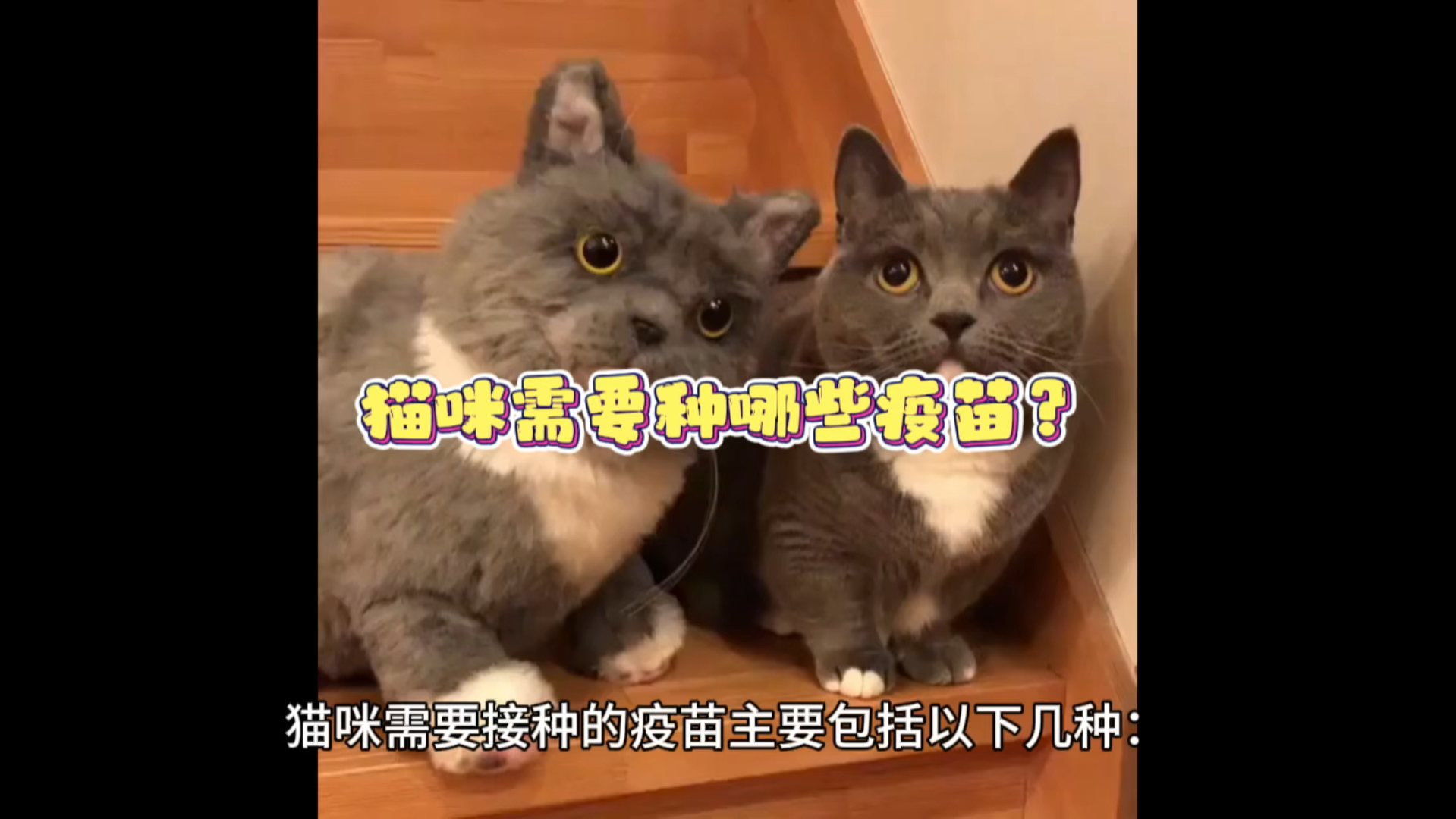 第79期: 猫咪需要种哪些疫苗?#科学养宠攻略 #养猫经验分享 #猫猫 #萌宠出道计划 #喵咪日常哔哩哔哩bilibili