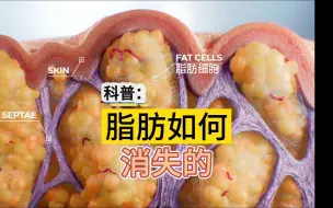 Download Video: 脂肪是如何排出体外的