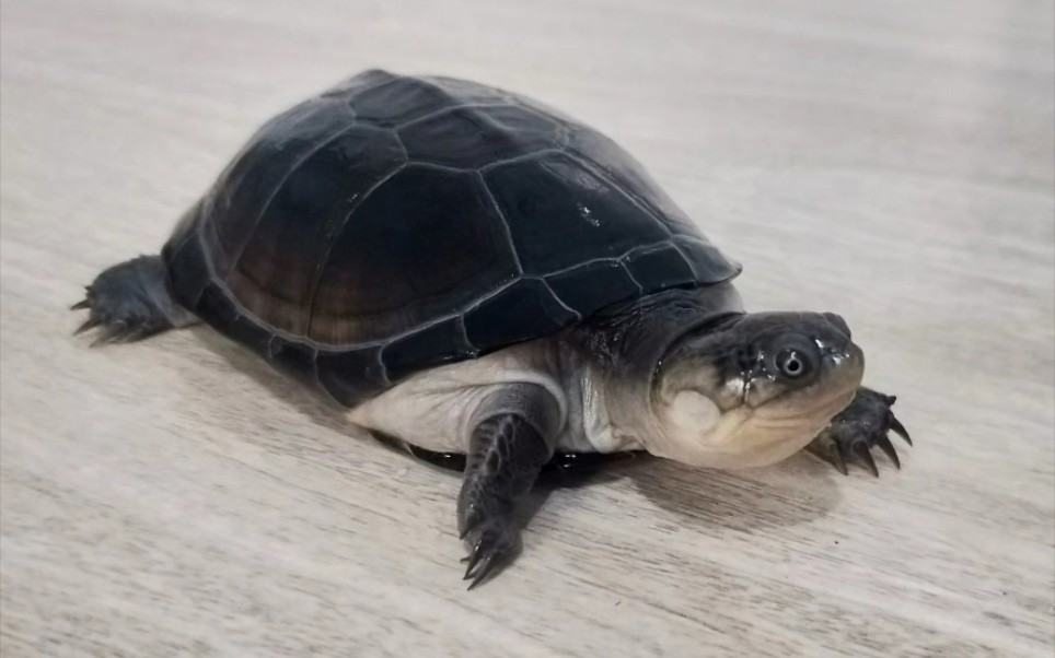 【西非侧颈龟】_哔哩哔哩_bilibili