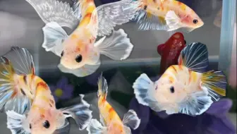 天使之翼 透明大耳朵甜心糖