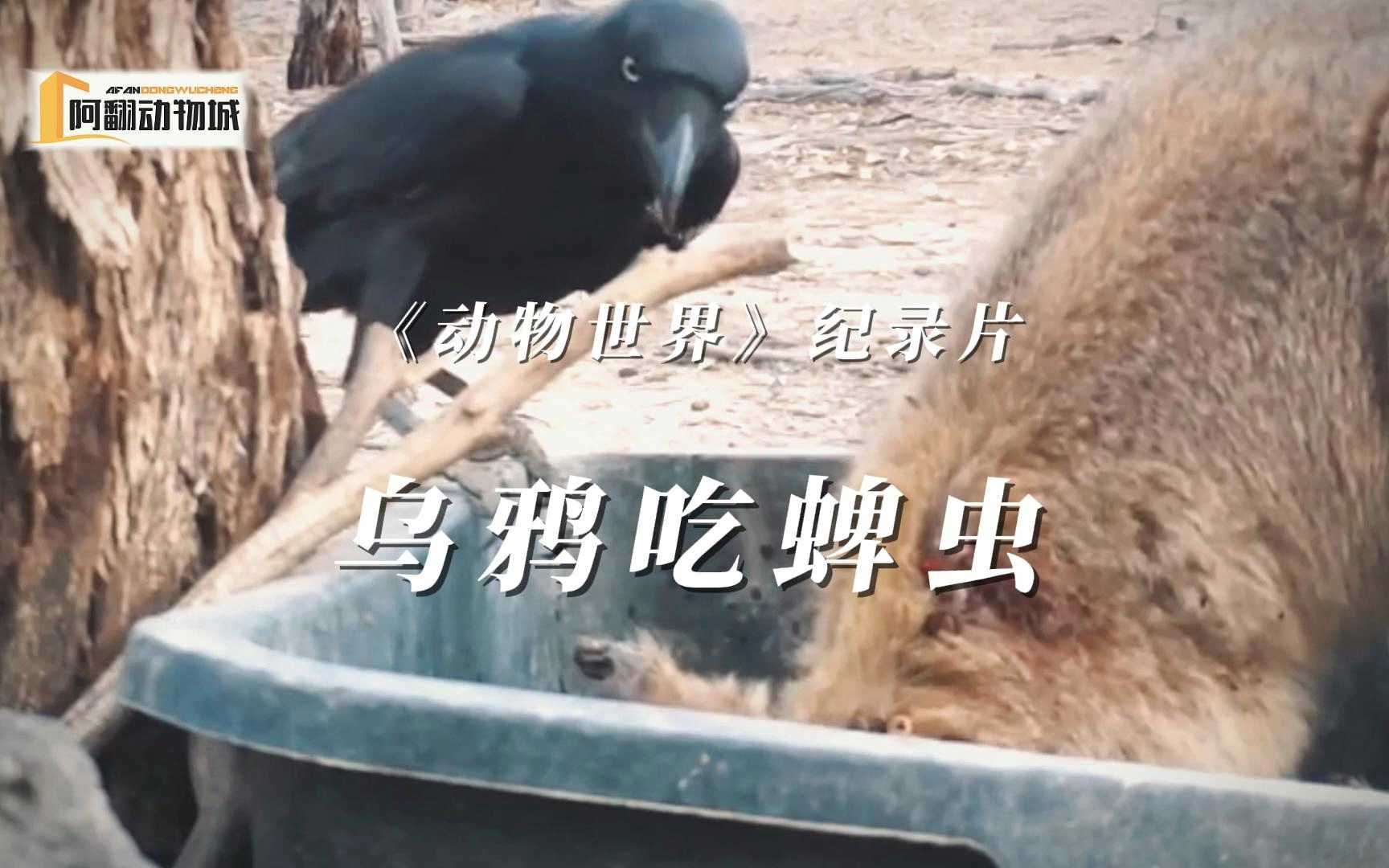 这东西吃起来口感真好