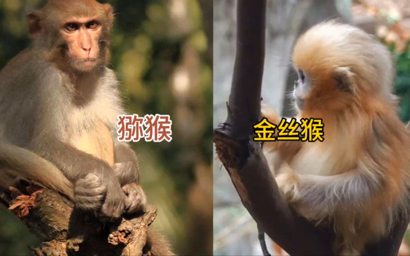 金丝猴和猕猴的三大要素对比,怪不得金丝猴那么招人喜欢