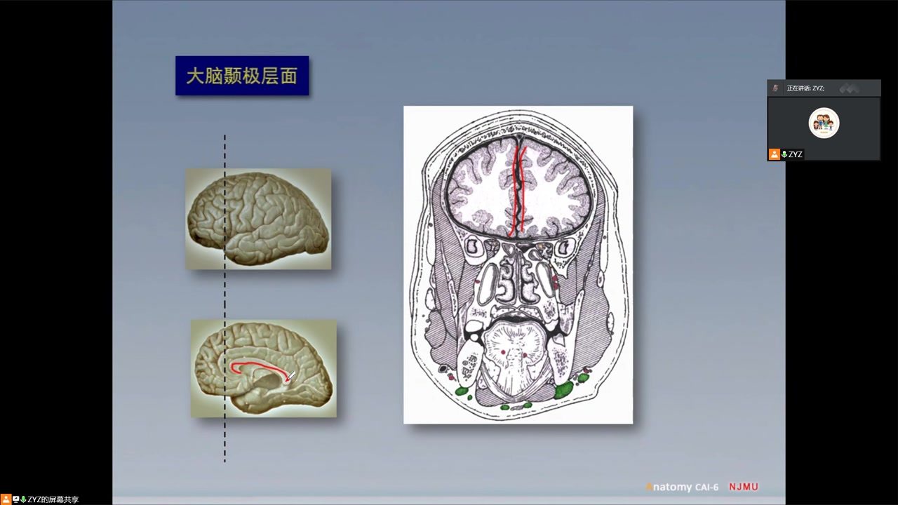 [图]南京医科大学断层解剖学网课录播（仅供个人复习用）（已完结）