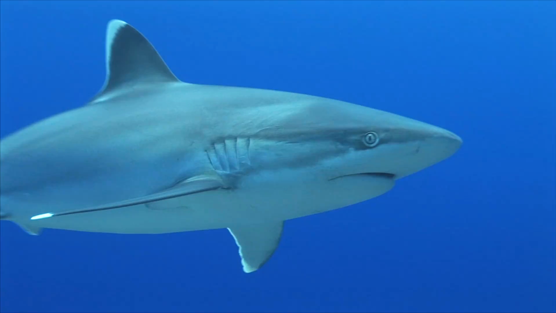 白边真鲨(eulamia platyrhynchus)/silvertip shark