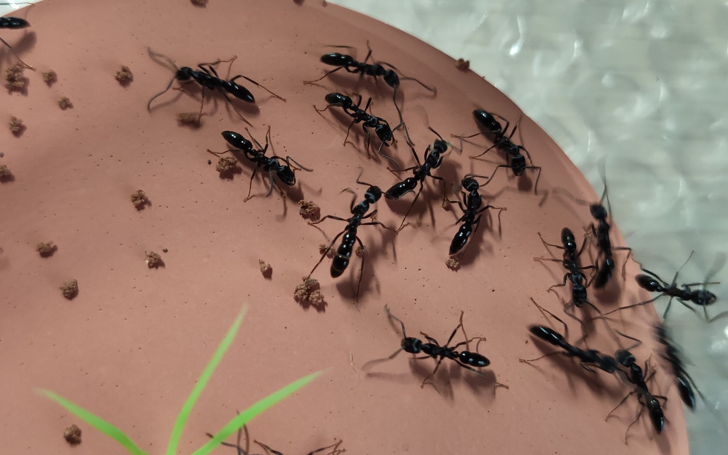 久违了,基氏细猛蚁_哔哩哔哩 (゜-゜)つロ 干杯~-bilibili