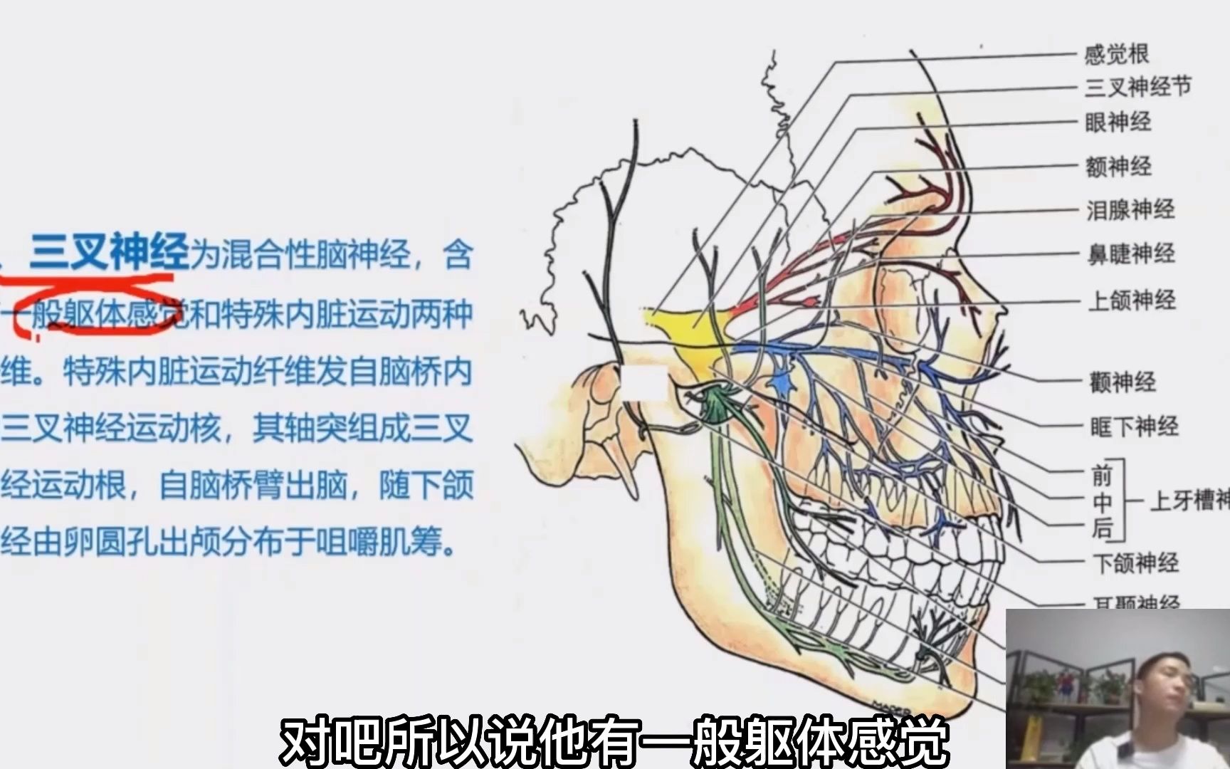 三叉神经是第5对脑神经,李老师讲解3个分支,纤维成分和走行位置哔哩哔哩bilibili