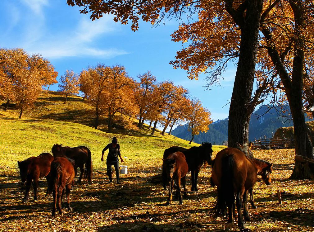 伊犁旅游秋季风光-伊犁本地3日游精品小团夏塔库尔德宁琼库什台
