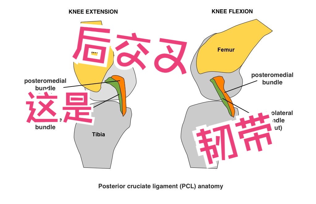 后交叉韧带和板股韧带,你都认识吗?哔哩哔哩bilibili