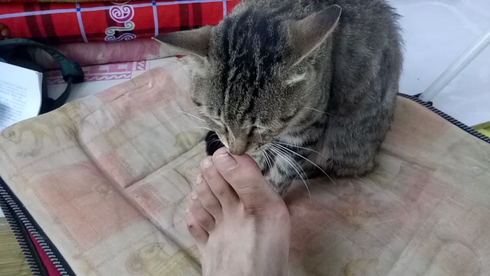 猫猫舔我的臭脚