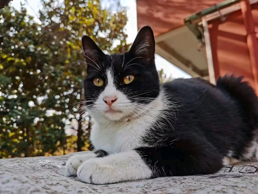 [图]学校猫咪