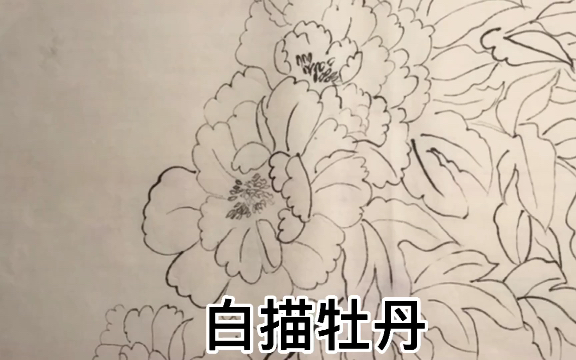 手绘每日一画自学画画白描花卉哔哩哔哩bilibili