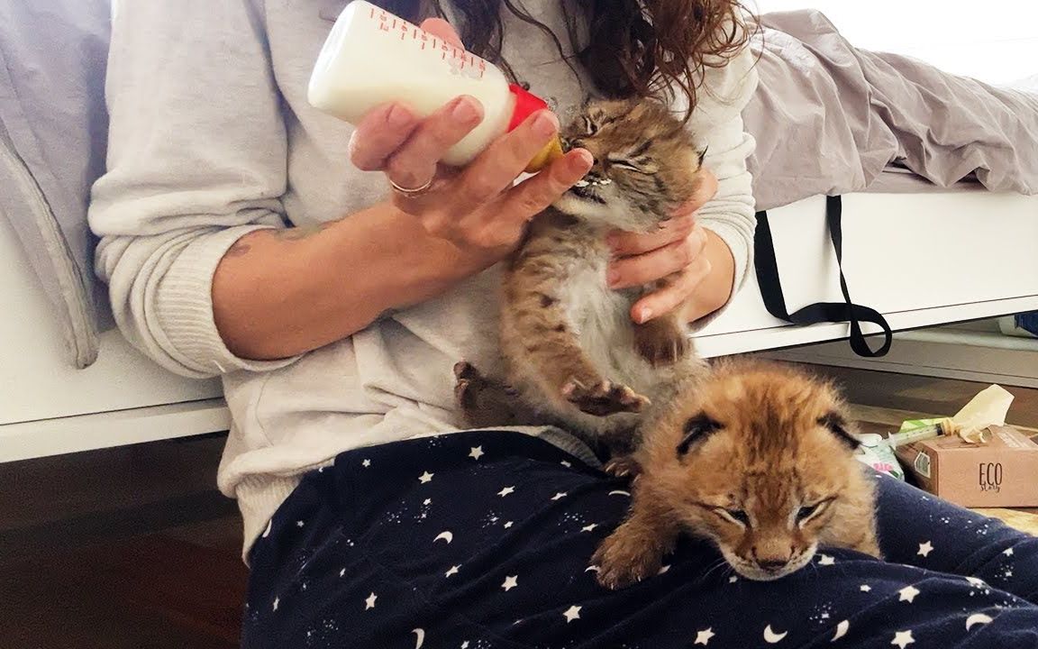 小猞猁: 姐姐喂的奶比猞猁奶好喝多了~(猞猁姐姐20230710)